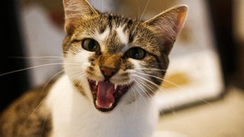 Gato enseñando los dientes