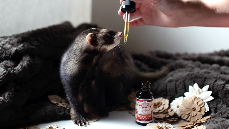 Hurón tomando medicina