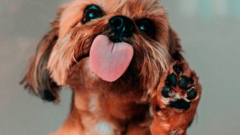 Perro con la pata levantada