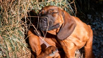 Perro pequeño rascándose