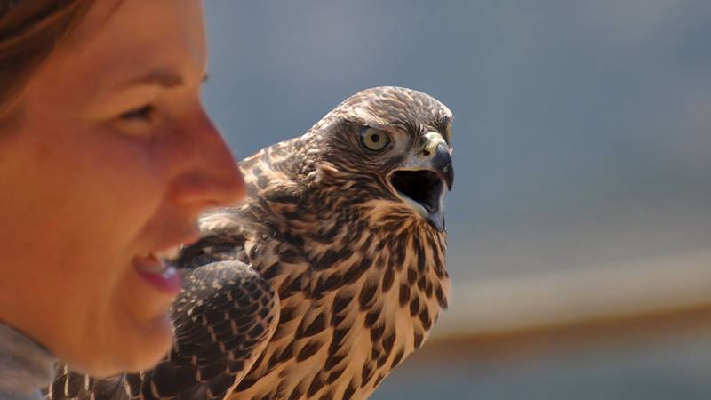 Imagen del Zoo del Pirineu