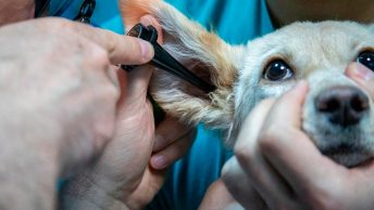 Perro con infección en la oreja