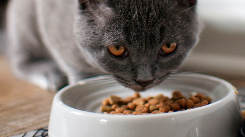 Cómo actuar cuando tu gato tiene diarrea 1 Gato comiendo