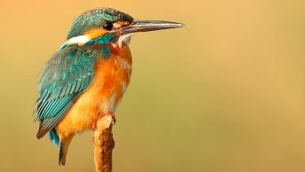 Pájaro pequeño sobre una rama