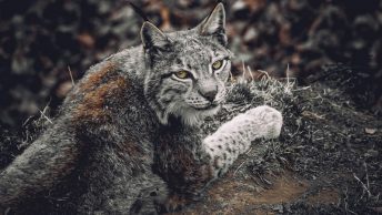 Lince ibérico