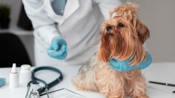 Perrito es atendido en una consulta veterinaria