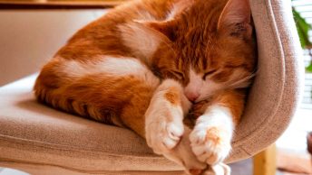 Gato tumbado en una silla