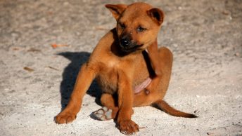 Perro se rasca porque tiene pulgas