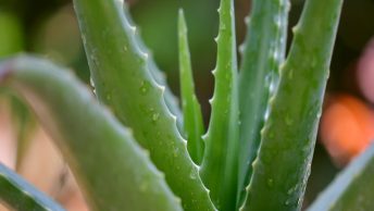 Planta de aloe vera