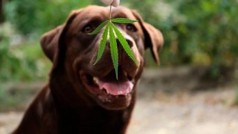 Perro con una hoja de marihuana delante