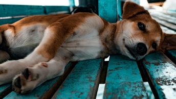 Perro tumbado en el suelo