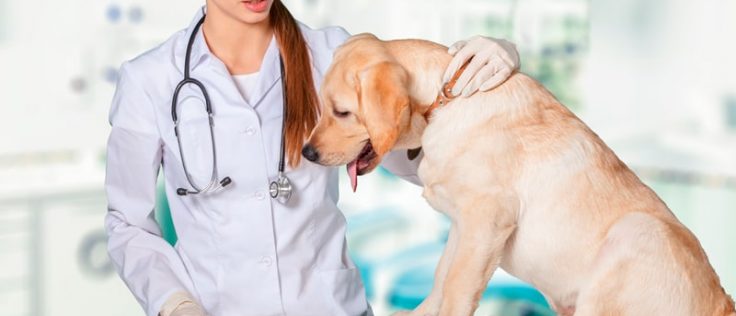 Perro con cáncer atendido en la clínica veterinaria
