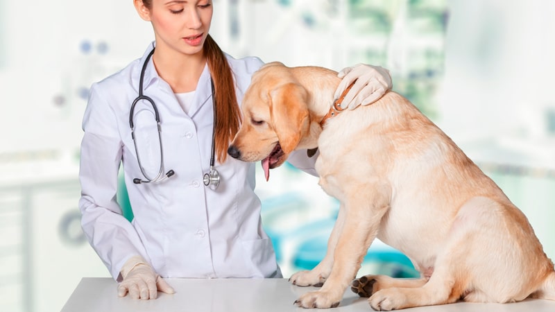 Señales de cáncer en perros y gatos 1 Perro con cáncer atendido en la clínica veterinaria