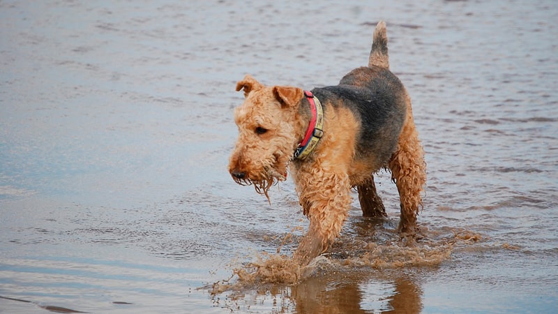 Perro de raza Airedale Terrier en la playa