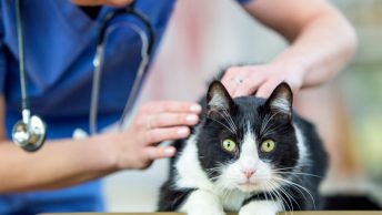Gato en el veterinario