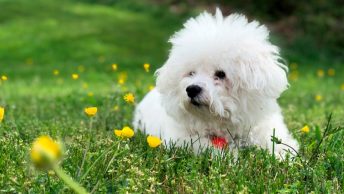 Bichón frise tumbado en el jardín