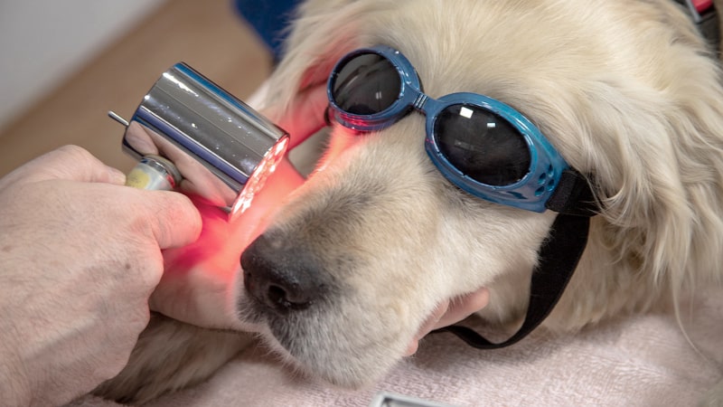 Veterinario haciendo terapia láser a un perro