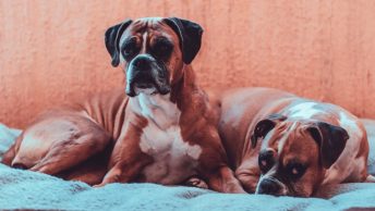 Dos perros de raza boxer