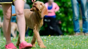 Adiestramiento a un perro sordo
