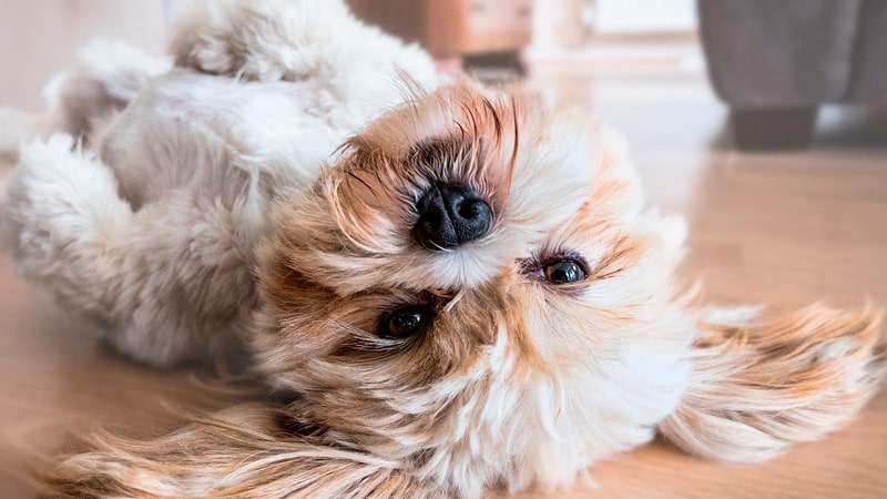 Cómo deshacerte de los pelos de tu mascota 1 Perro con mucho pelo en el suelo