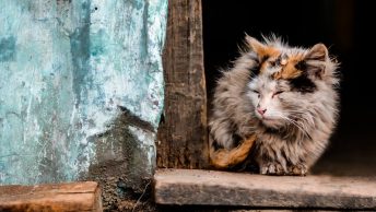 Gato sucio y maloliente