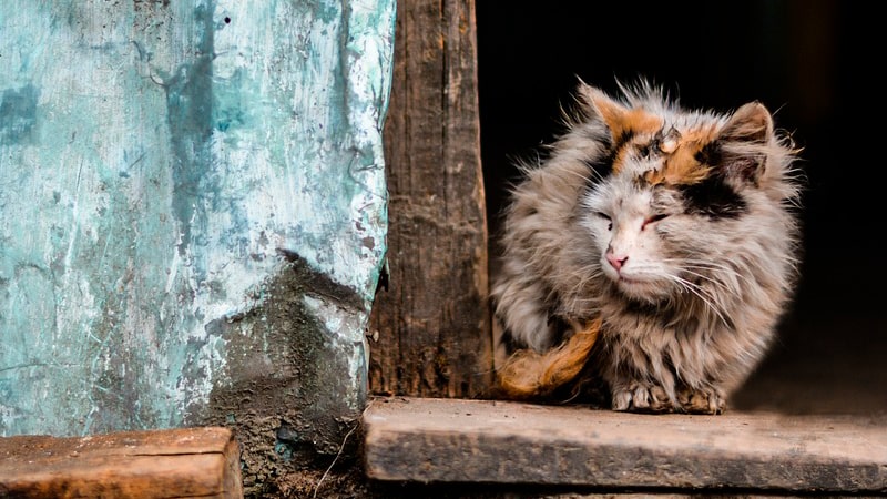 Gato sucio y maloliente