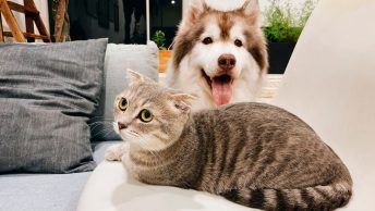 Perro y gato juntos