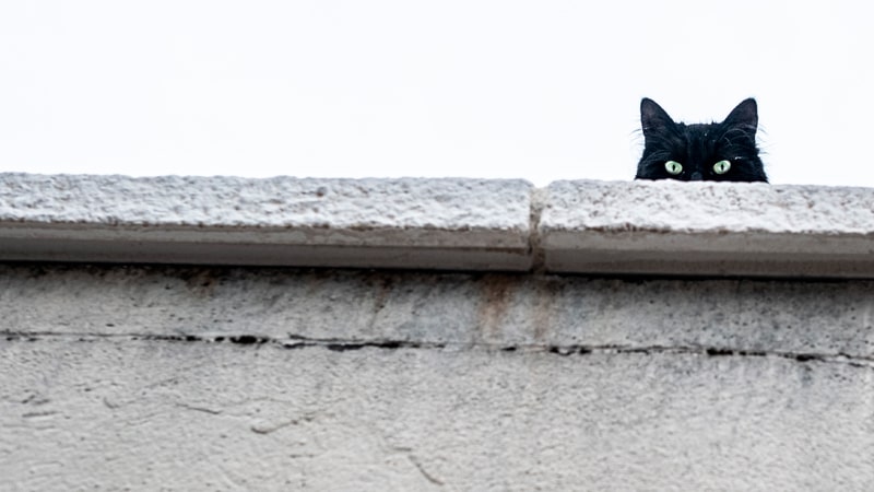 ¿Por qué los gatos trepan a las alturas? 1 Gato mira desde arriba