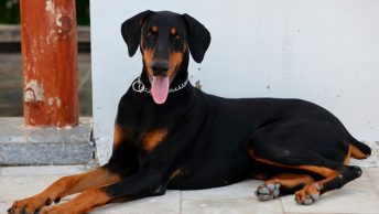 Perro dóberman
