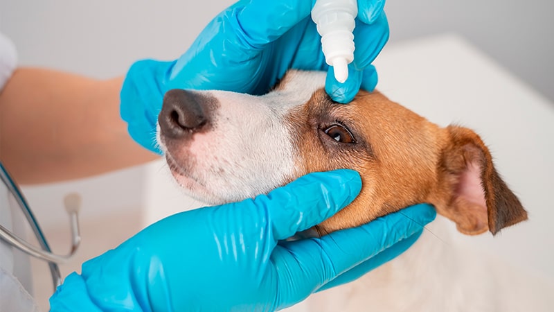 Veterinario echa gotas en el ojo de un perro