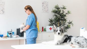 Consejos para la entrevista para auxiliar de veterinaria 1