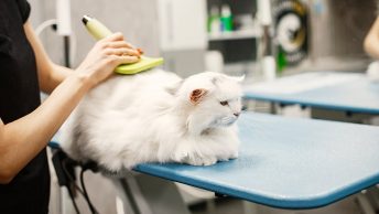 Gato siendo peinado en la peluquería
