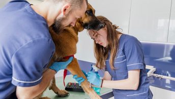 Veterinarios atendiendo a un perro