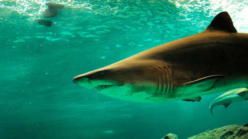 Tiburón durmiendo bajo el mar