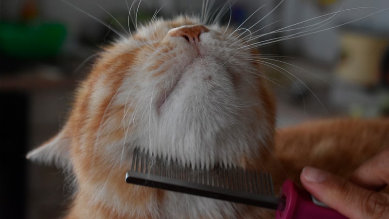 Peinando a gato en una peluquería