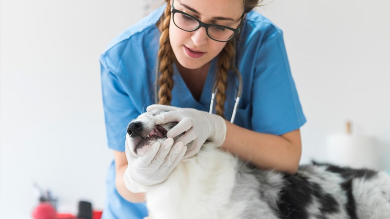 Veterinaria realizando un examen bucal a un perro