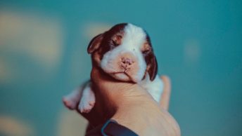 Cachorro en las manos de su dueño