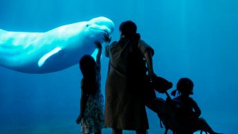 beluga-zoologico