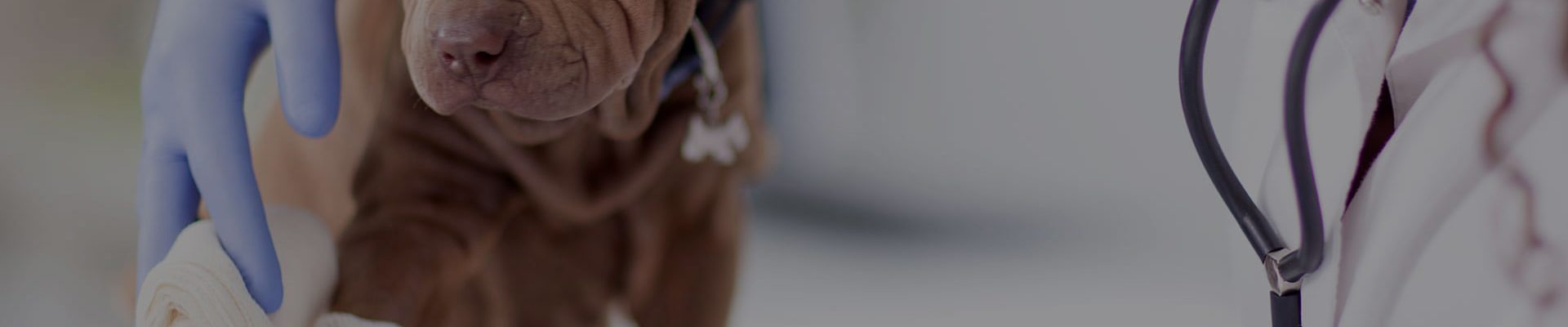Cabecera de la categoría de Veterinaria del blog de CIM Formación