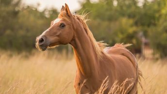 caballo-castano-min