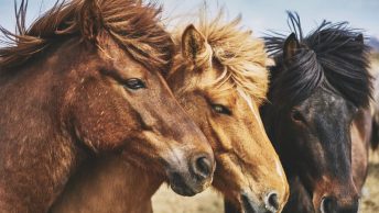 caballos-colores-min