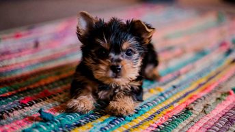 Foto de un schnauzer en primer plano