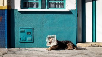 perro-collar-isabelino-min
