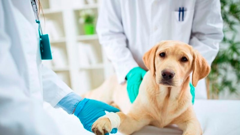 veterinarios-triaje-perro-min