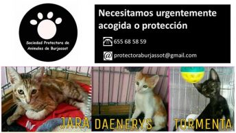 3-gatitas-protectora-de-burjassot|3-mellizas-protectora-de-burjassot