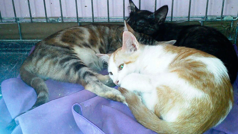 Nuestras 3 mellizas en la Protectora de Burjassot