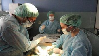 Auxiliar veterinario ayudando al veterinario en quirófano