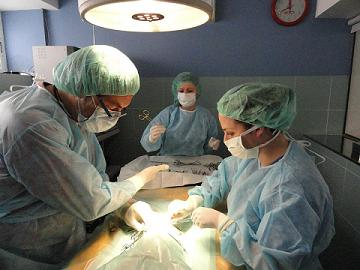 5 consejos para mejorar tu sueldo de auxiliar veterinario 1 Auxiliar veterinario ayudando al veterinario en quirófano