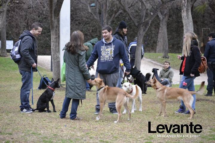 Adiestramento de Perros en los Jardines del Turia.|Adiestramento d ePerros en los Jardines del Turia.|Adiestramento d ePerros en los Jardines del Turia.|Adiestramento d ePerros en los Jardines del Turia.