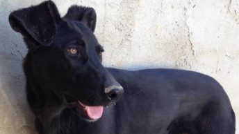 Hugo-protectora-animales-pintor-jose-parraga-murcia|Hugo rescatado junto a uno de sus hermanos|Hugo descansando por fin|Aspecto actual de Hugo